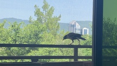 Acridotheres tristis