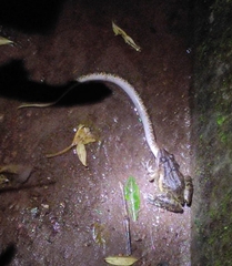 Hoplobatrachus tigerinus