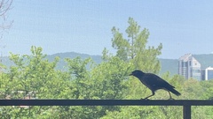 Acridotheres tristis