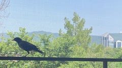 Acridotheres tristis