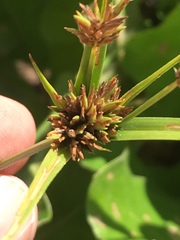 Cyperus lupulinus lupulinus
