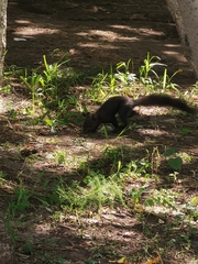 Sciurus vulgaris