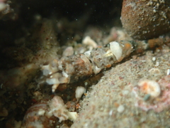 Philocheras australis