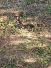 Sciurus vulgaris