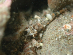 Philocheras australis