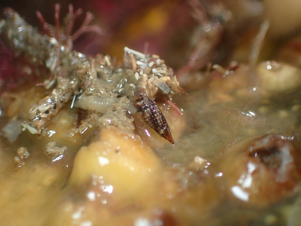 Sagenotriphora