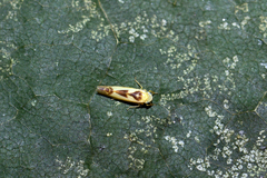 Edwardsiana gratiosa