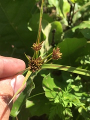 Cyperus lupulinus lupulinus