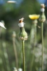 Crepis alpina