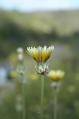 Crepis alpina