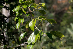 Scepocarpus trinervis