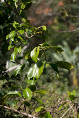 Scepocarpus trinervis