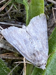 Mesoligia furuncula