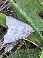 Mesoligia furuncula