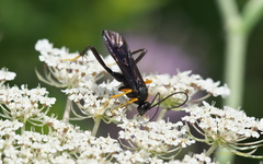 Exetastes fornicator