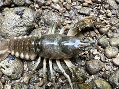 Austropotamobius torrentium