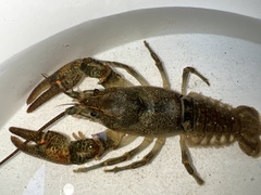 Austropotamobius torrentium