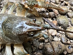 Austropotamobius torrentium