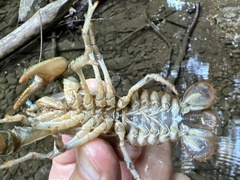 Austropotamobius torrentium