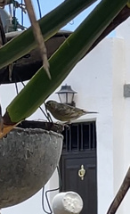 Serinus canaria canaria
