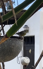 Serinus canaria canaria