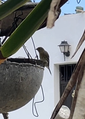Serinus canaria canaria