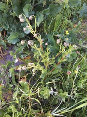 Osteospermum dentatum