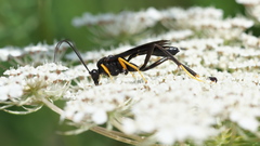 Exetastes fornicator