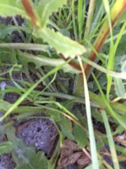Osteospermum dentatum