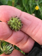 Osteospermum dentatum
