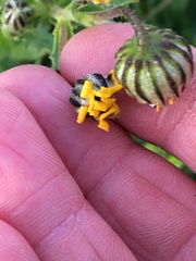 Osteospermum dentatum