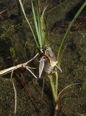 Psorodonotus