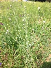 Lepidium sativum