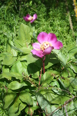 Paeonia mascula