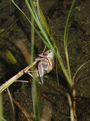 Psorodonotus
