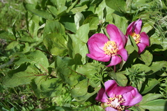 Paeonia mascula