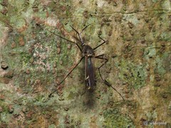 Toxorhynchites splendens