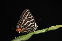 Cigaritis lohita
