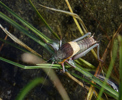 Psorodonotus