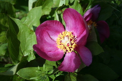 Paeonia mascula