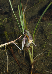 Psorodonotus