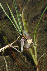 Psorodonotus
