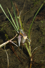 Psorodonotus