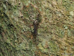 Toxorhynchites splendens