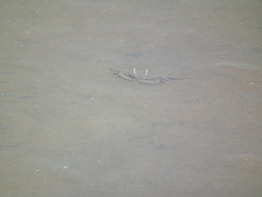 Macrophthalmus