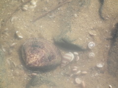 Meretrix petechialis