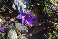 Campanula saxifraga