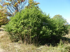 Salix × multinervis