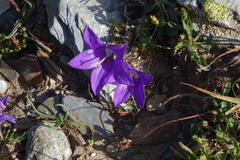 Campanula saxifraga