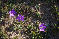 Campanula saxifraga